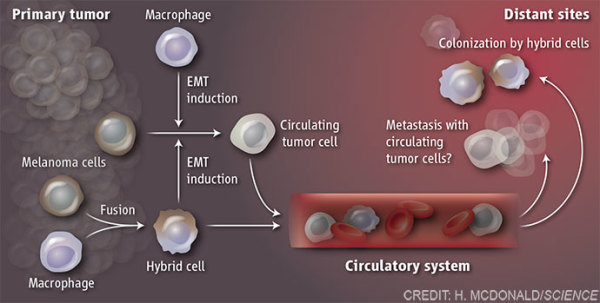 Role of tumor cell fusion in metastasis by Heather McDonald