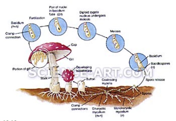 Sexual Life Cycle of a Mushroom by Marjorie Leggitt
