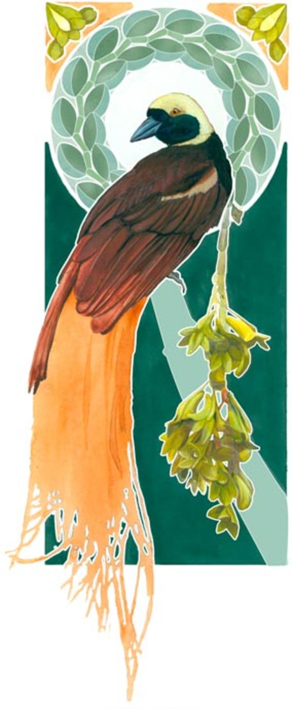 Raggiana Bird of Paradise by Kelly Finan