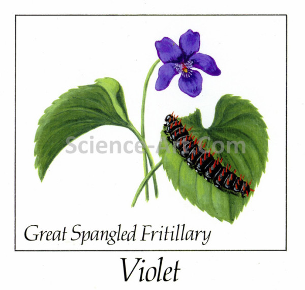Great Spangled Fritillary on Violet by Margaret Garrison