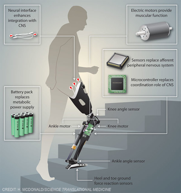 Robotic leg anatomy by Heather McDonald