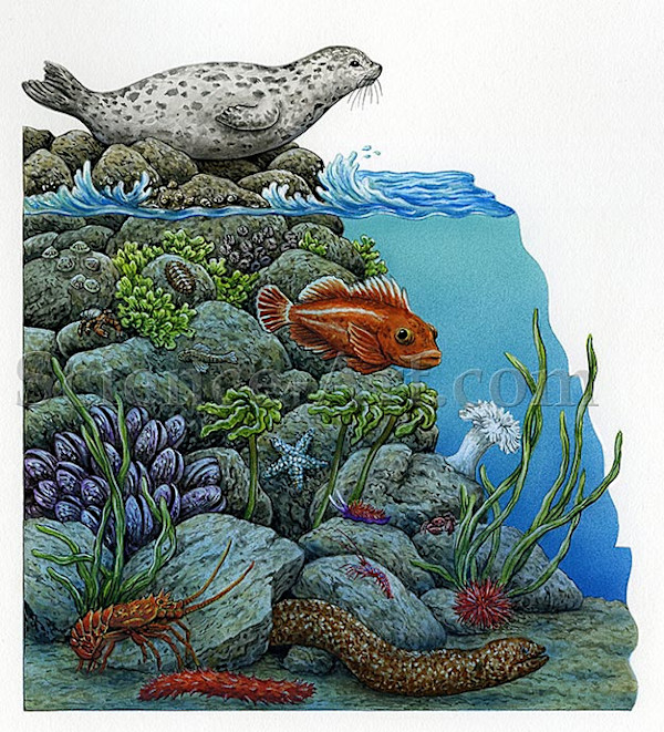 Tidal Zones by Carol Schwartz