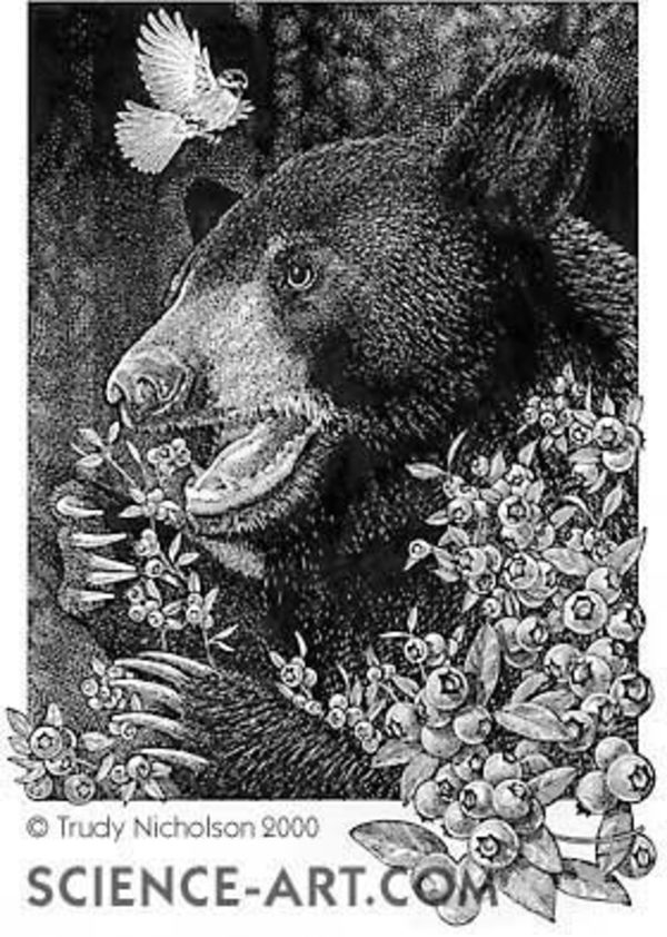 Black Bear Disturbed by Chickadee by Trudy Nicholson