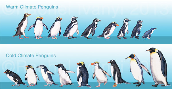 Penguins of the World by Rachel Ivanyi, AFC