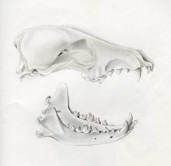 Coyote Skull by Dorie Petrochko