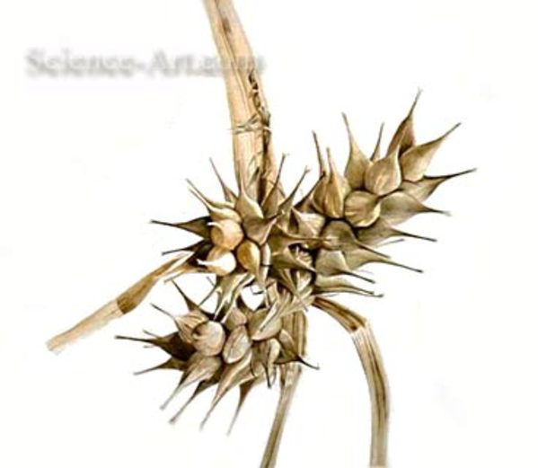 Carex lupulinus -sedge by Richard Rauh