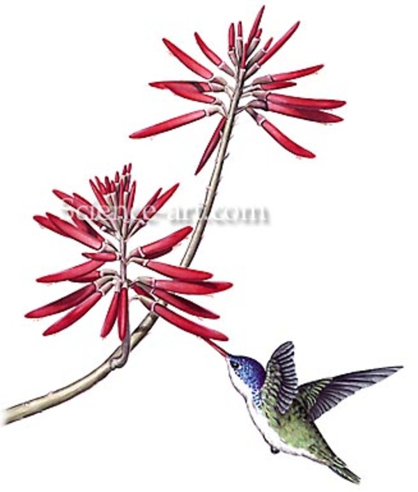 Violet-crowned Hummingbird with Coral Bean by Rachel Ivanyi, AFC