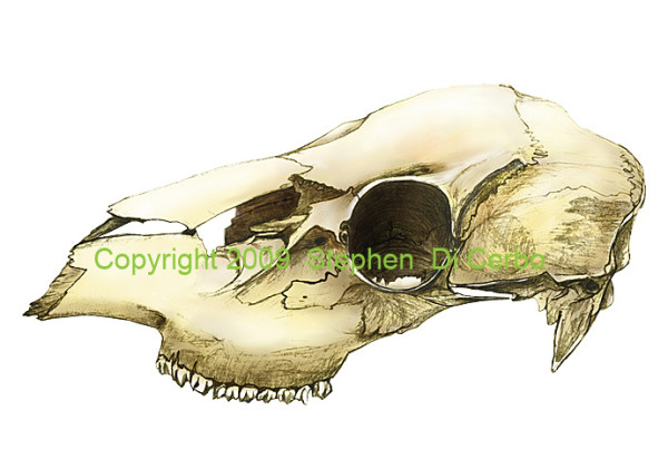 White tail deer skull by Stephen DiCerbo