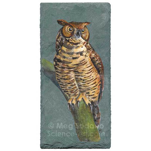 Great Horned Owl by Meg Sodano