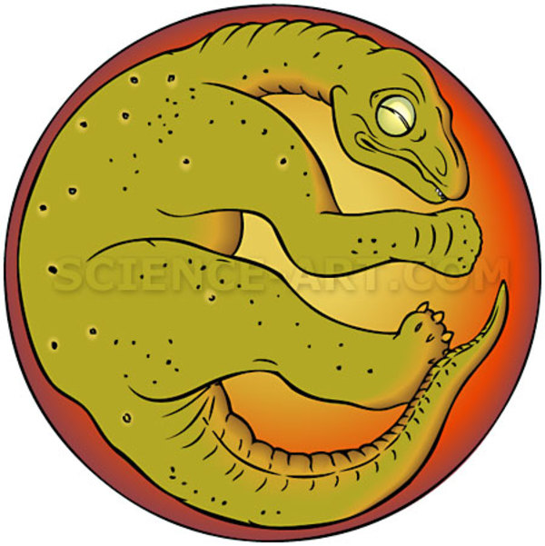 Titanosaur embryo - Dinosaurs of China by Marjorie Leggitt