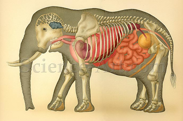 African Elephant Anatomy by Carol Schwartz