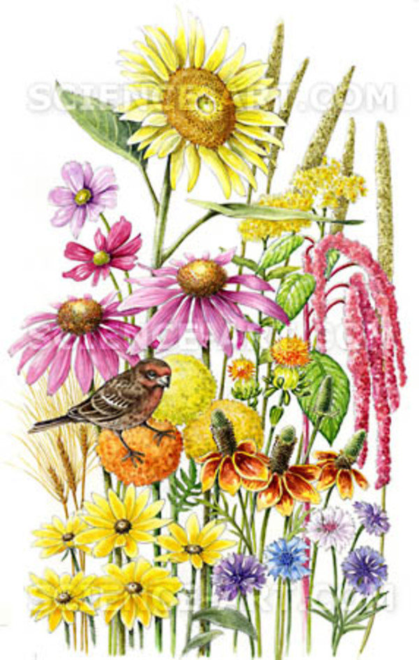 Songbird Flowers Seed Mix by Marjorie Leggitt