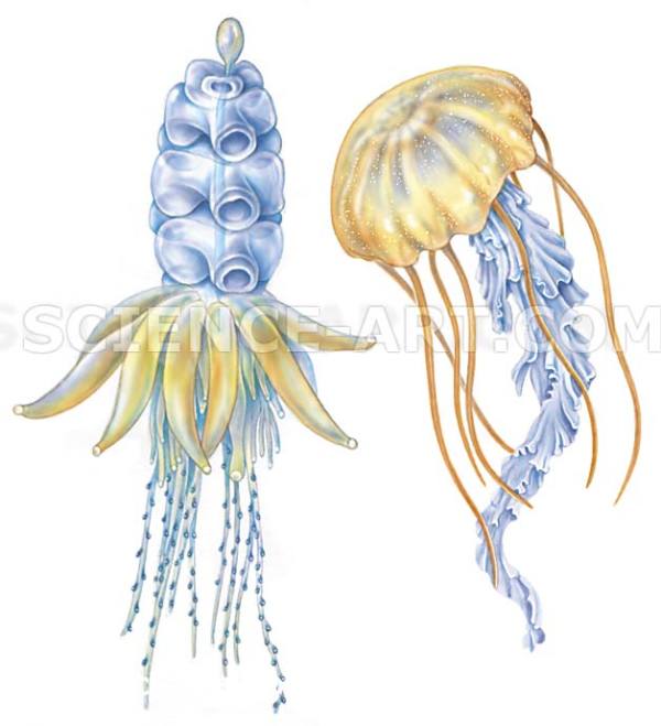 Jelly fish - siphonophore, scyphomedusa by Marjorie Leggitt