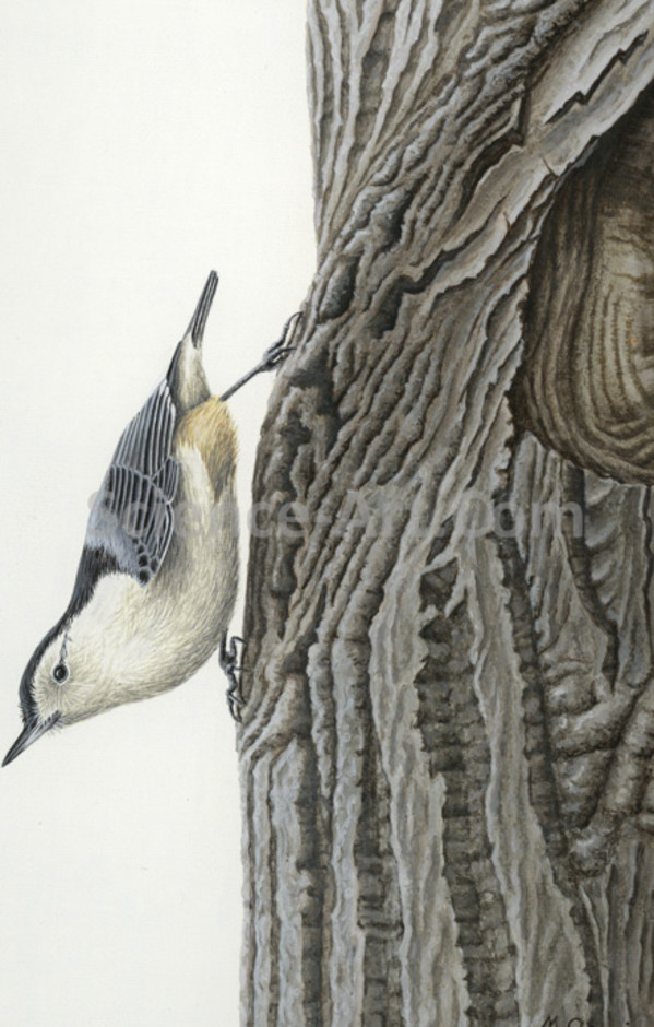 White-breasted Nuthatch by Margaret Garrison