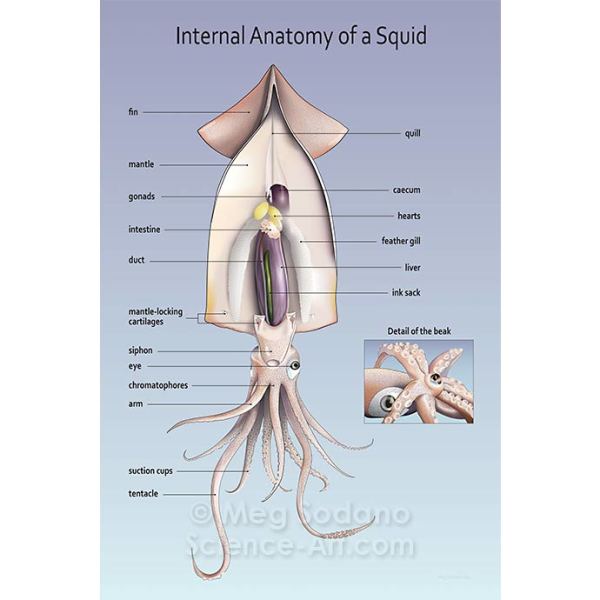 Internal Anatomy of a Short-finned Squid by Meg Sodano