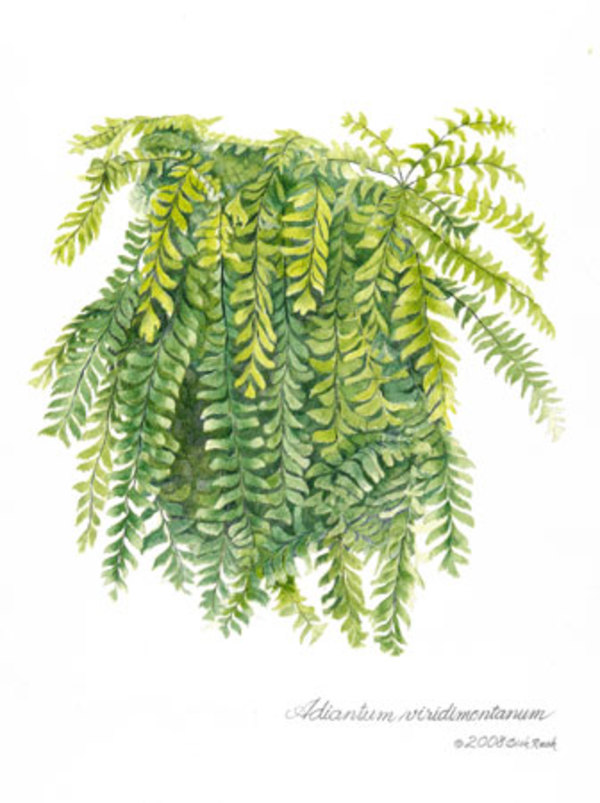 Endangered fern Adiantum viridimontana by Richard Rauh