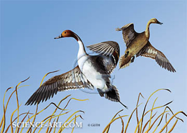 Pintail Ducks by Gail Guth