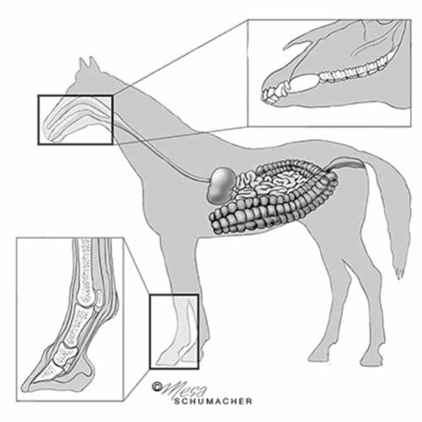 GI anatomy of the horse by Mesa Schumacher