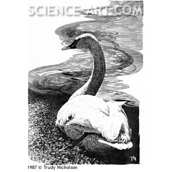 Trumpeter Swan (Cygnus baccinator) by Trudy Nicholson