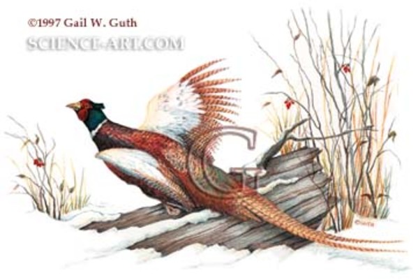 Ringnecked Pheasant by Gail Guth