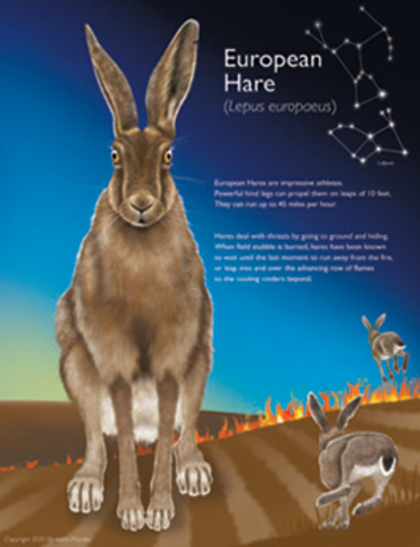 Hare (Lepus europaeus) by Elizabeth Morales