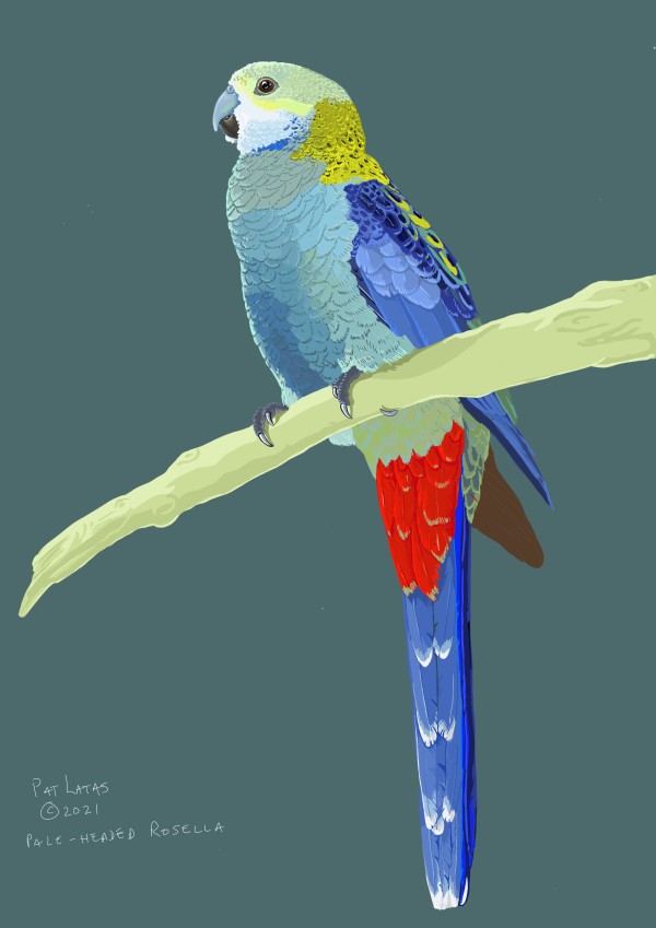 Pale-headed Rosella by Patricia Latas