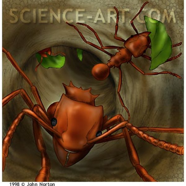 Fungus-growing Ants by John Norton