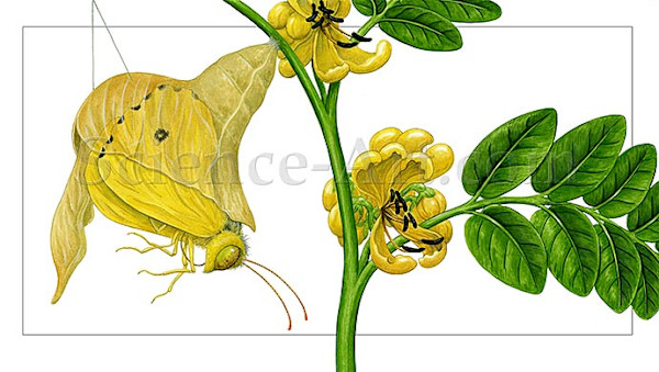 Cloudless Sulphur Butterfly Emerging by Carol Schwartz