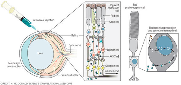 Gene therapy in the mouse eye by Heather McDonald