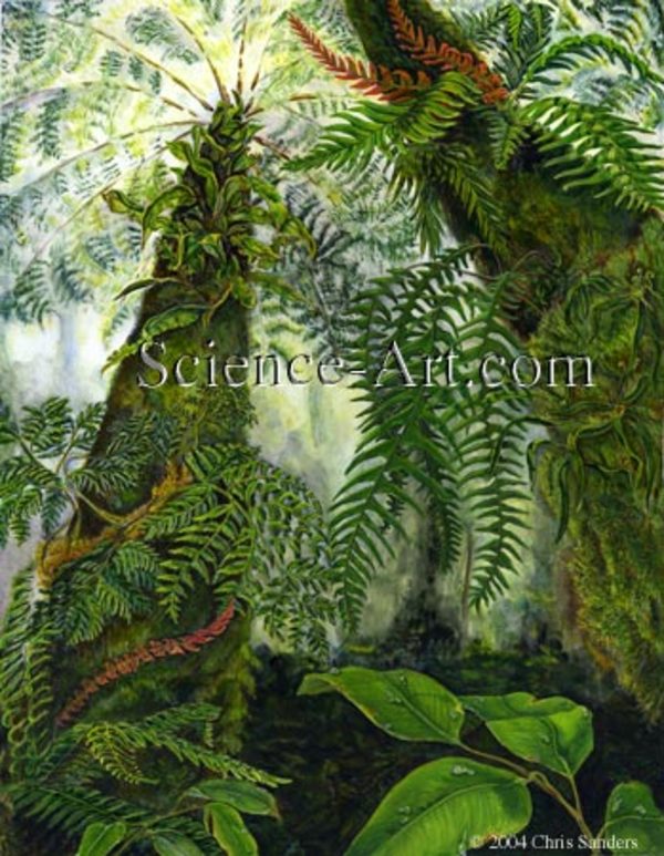 Epiphytic fern species on tree fern mantle by Chris Sanders