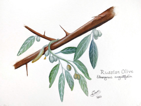 Russian Olive by Heather Stearns