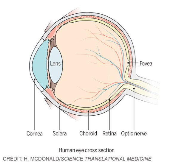 Human eye cross section by Heather McDonald