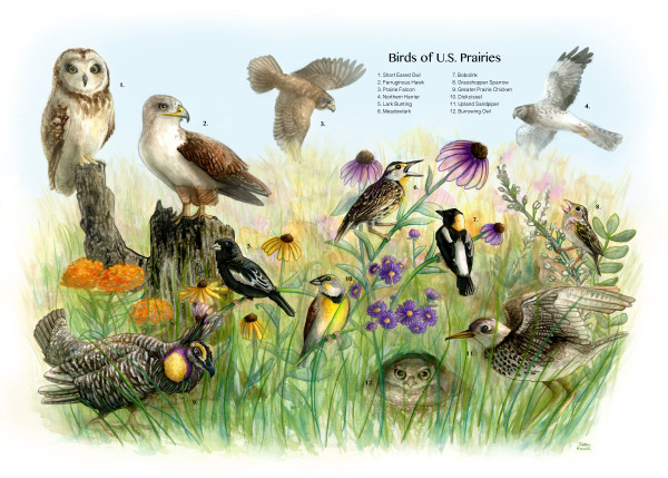 U.S. Prairie Birds Poster by Caitlin Rausch