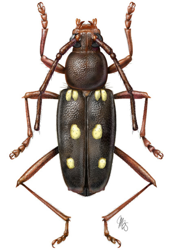 Ciferri beetle illustration by Mesa Schumacher