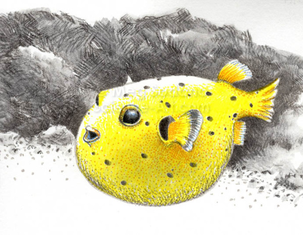 Blowfish by Meg Sodano