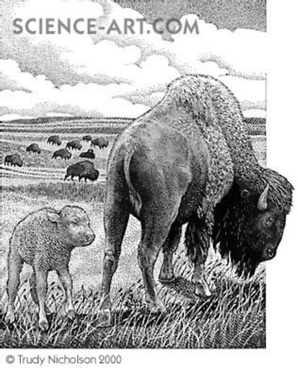 Bison Mother with Calf by Trudy Nicholson