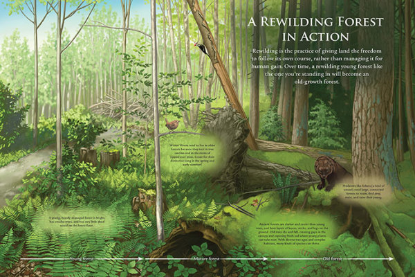 Rewilding Forest by Kelly Finan