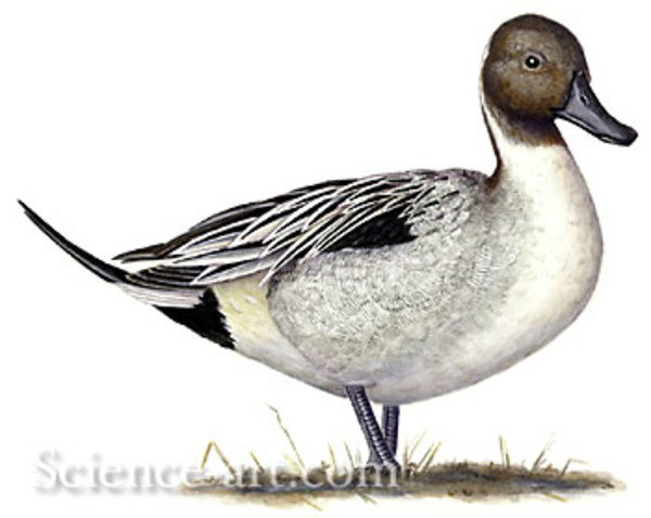 Northern Pintail by Rachel Ivanyi, AFC