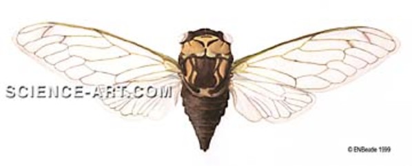 Cicada Drawing by Erica Beade