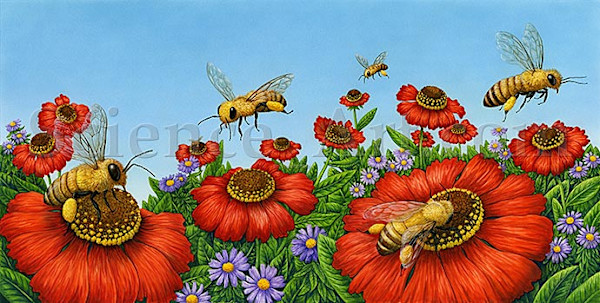 Bees Pollinating Helenium Flowers by Carol Schwartz