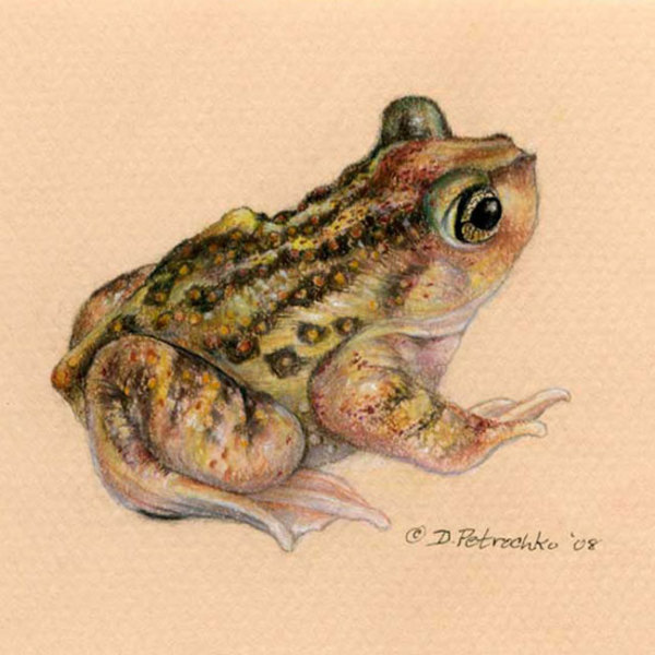 Spadefoot Toad by Dorie Petrochko