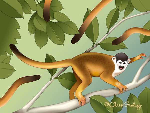 Squirrel monkeys fleeing by Chris Gralapp