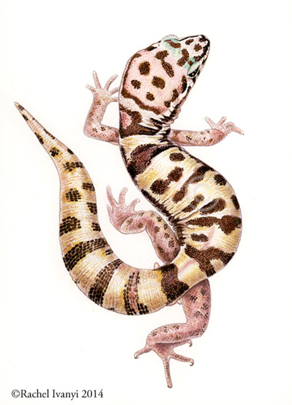 Western Banded Gecko by Rachel Ivanyi, AFC
