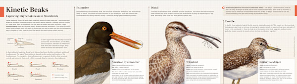 Kinetic Beaks: Exploring Rhynchokinesis in Shorebirds by Brittany Cheung