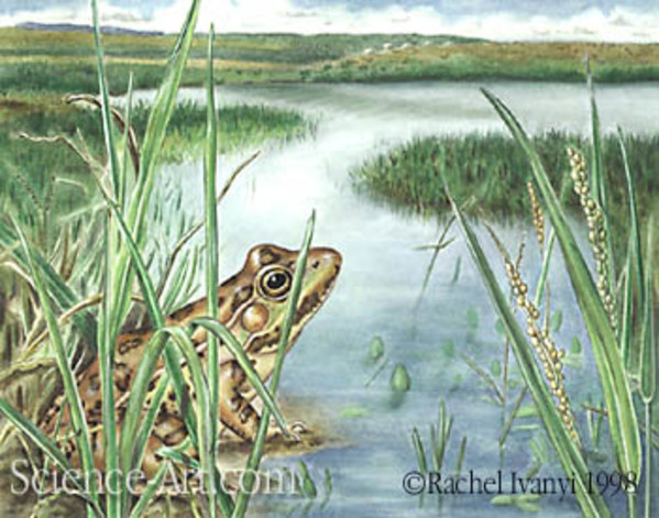 Lowland Leopard Frog by Rachel Ivanyi, AFC