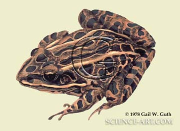 Leopard Frog by Gail Guth