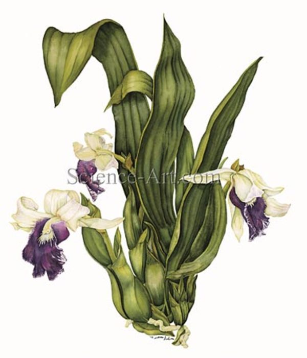 Cochleanthes discolor by Chris Sanders