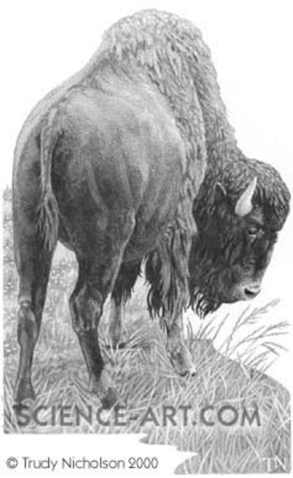American Bison (Bison bison) by Trudy Nicholson