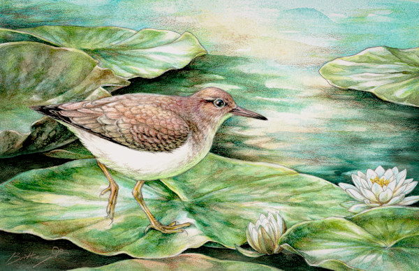 Sandpiper on Lilypads by Brittany Cheung