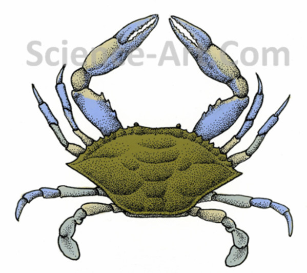 Blue Crab by Margaret Garrison